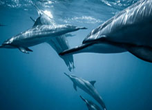 九游官网真人-夺冠后得知外婆离世 谷爱凌泪洒发布会现场